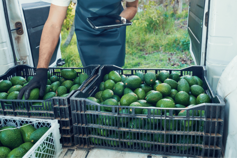 Avocado quality guide and export standards